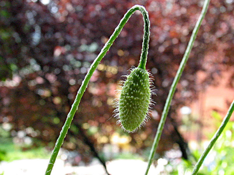 Papaver rhoeas / Papavero comune